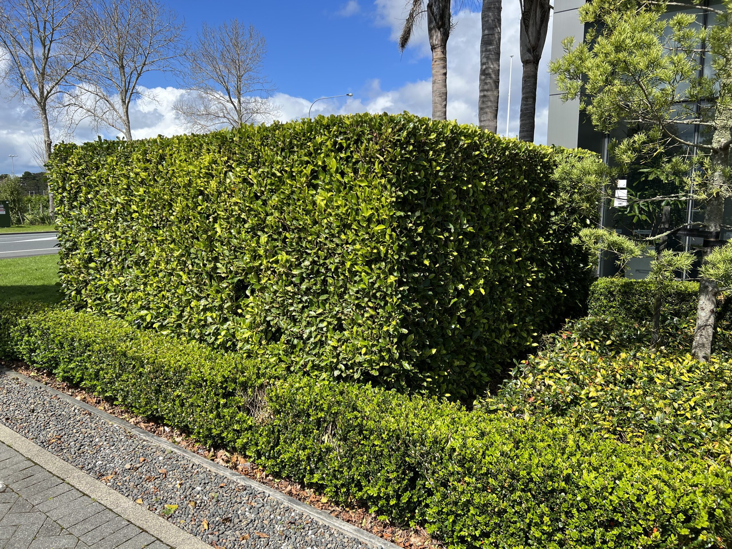 Native Ficus Ficus Hedge