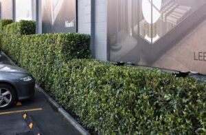 Transform Your Commercial Outdoor Space With Ficus Tuffi Plants